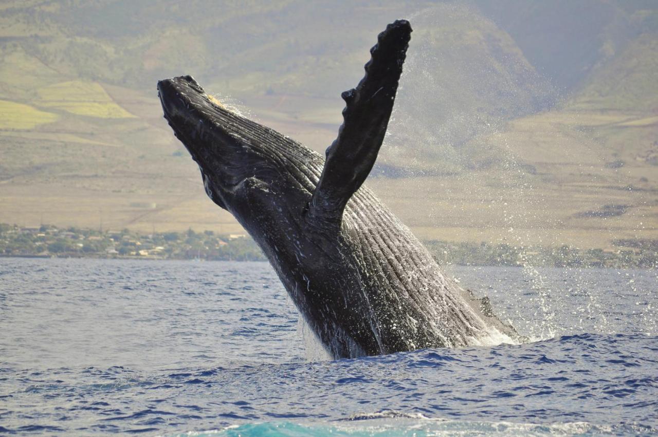 Paki Maui 424 Villa Kahana Dış mekan fotoğraf